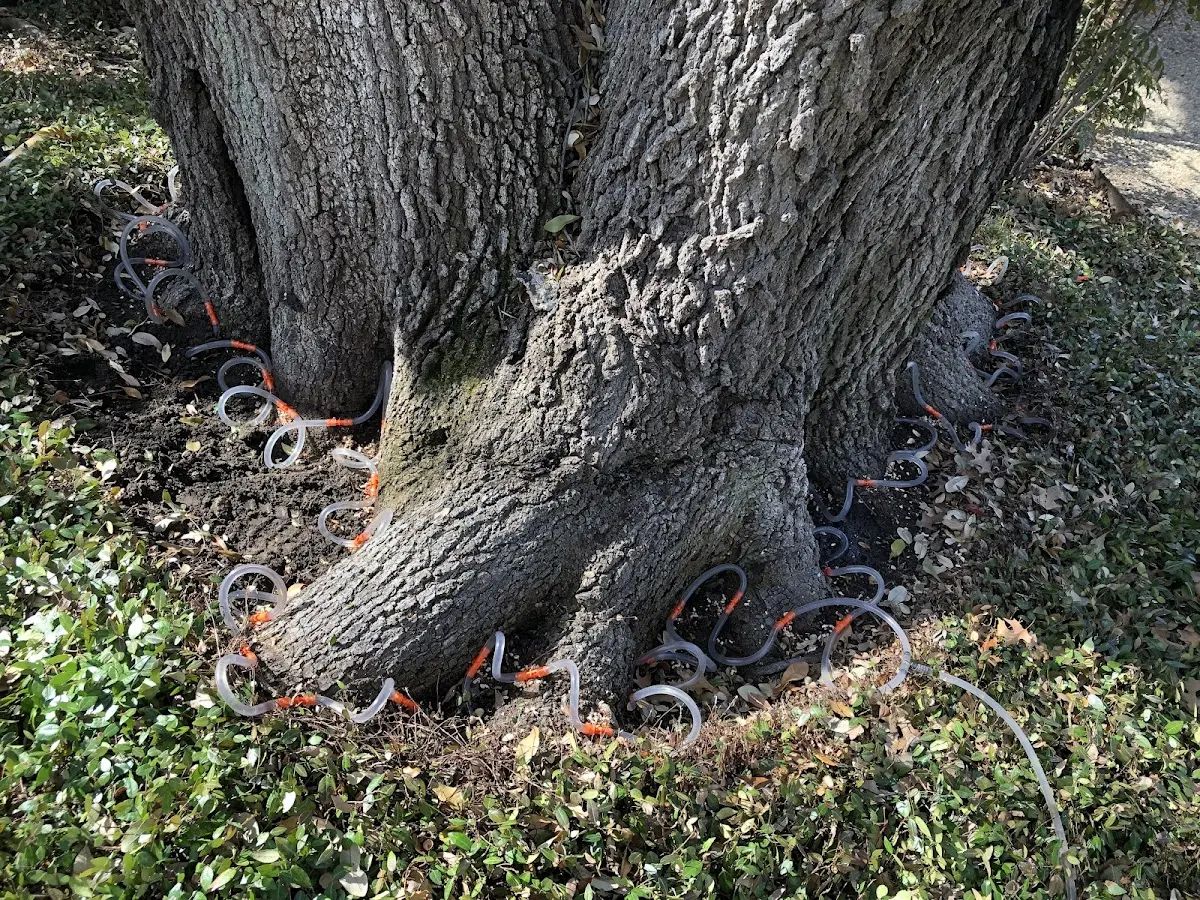 Detailed Tree Cabling and Bracing job site in Saragosa