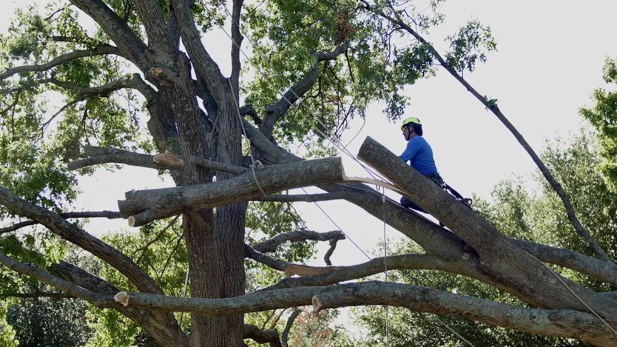 Professional Crown Thinning performed by certified arborists in Saragosa